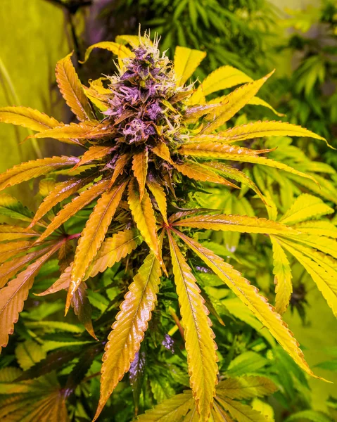 Marihuana rośnie operacja. Kwitnące pąki, roślina konopi. Wnętrze wee — Zdjęcie stockowe