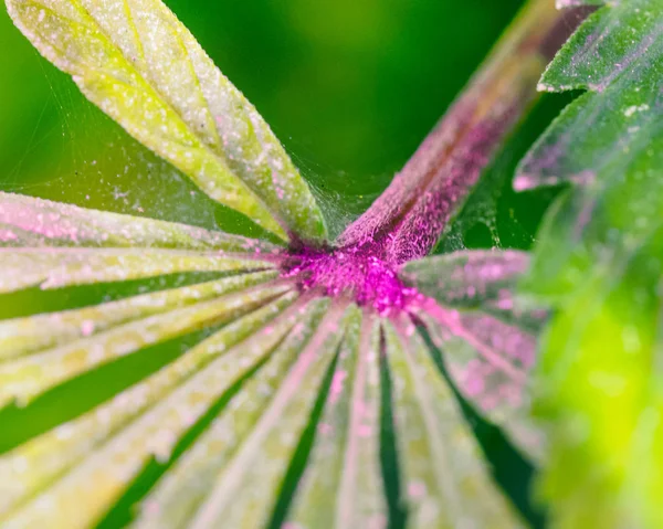 Zielony świeży liść pokryte mikroskopijnej sieci pająk roztocza Col — Zdjęcie stockowe