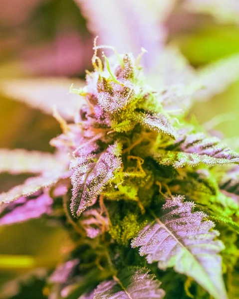 Närbild detalj av cannabis, trichomes och blad på sen blomma — Stockfoto