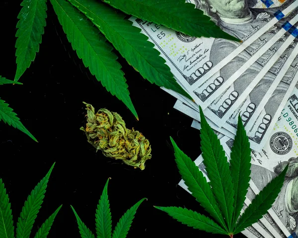 Bourgeon de marijuana et feuilles de cannabis frais sur un Dollars noir ba — Photo