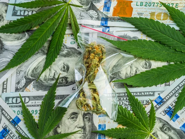 Sacs de marijuana et feuilles de cannabis frais sur un backgro Dollars — Photo