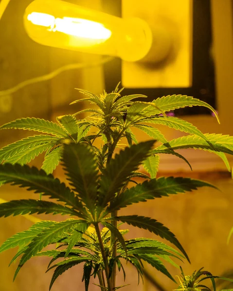 Medical legal cannabis plant under lamp. Marijuana garden indoor