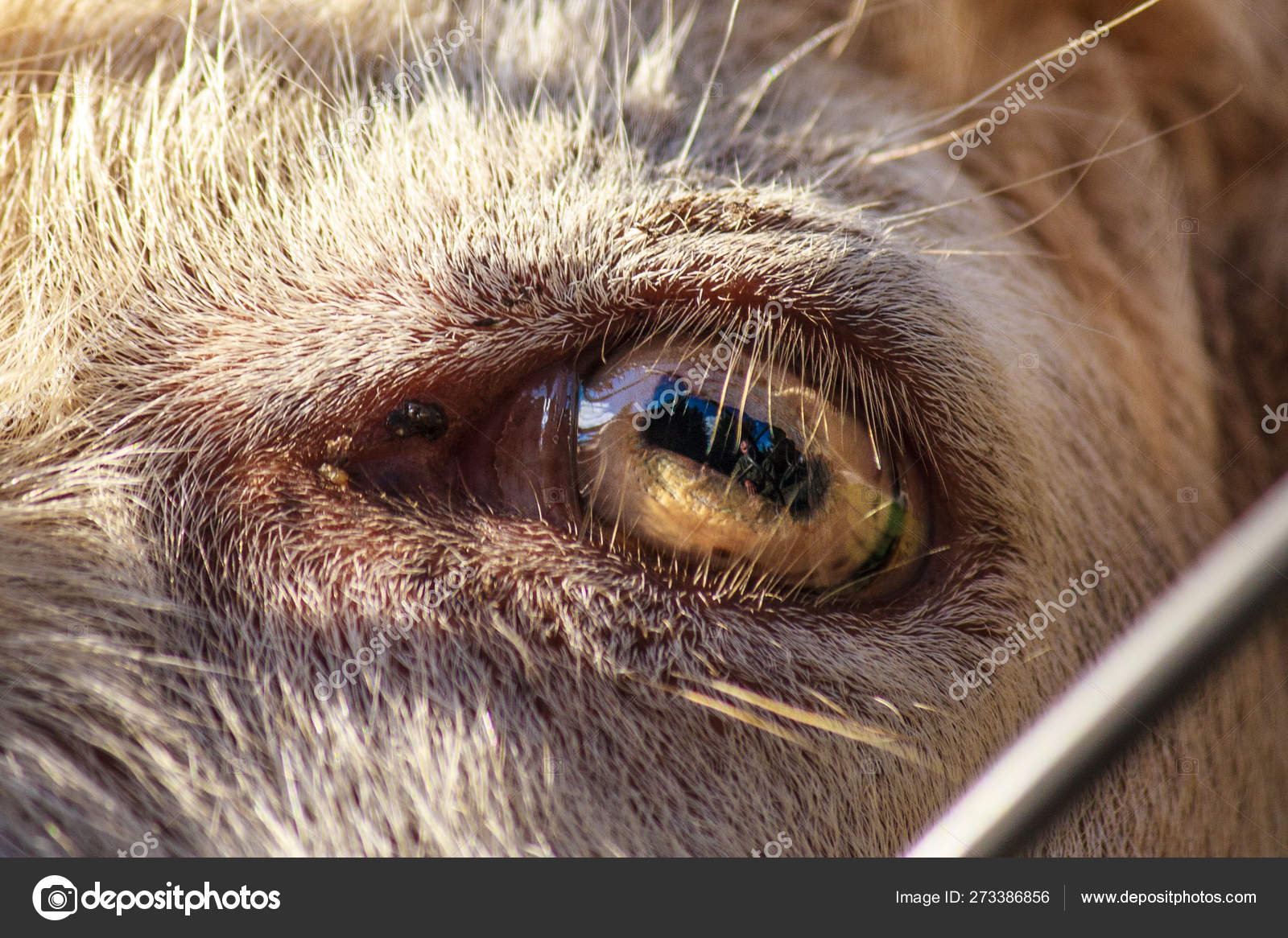 Close Up Goat Eye Horizontal Pupil Stock Photo C Evgeniy Bobkov