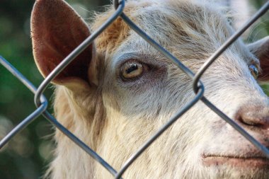 goat behind bars. farm breeders. animal abuse concept clipart