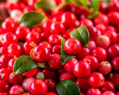 Cowberry ile arka plan. Vaccinium Vitis-idaea (Lingonberry, PA