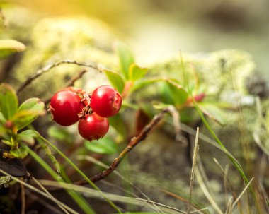 Kırmızı cowberry, Lingonberry veya partridgeberry. Orman doğal geri