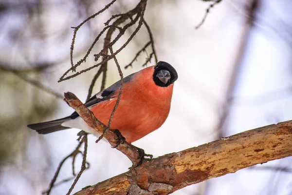 Bullfinch (Pyrrhula) oiseau commun avec poitrine rouge assise sur la neige — Photo