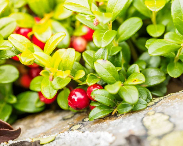 Amora vermelha, lingonberry ou pertridgeberry. Floresta natural de volta — Fotografia de Stock