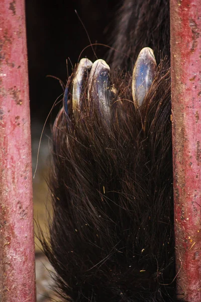 huge bear paw close-up. wild animal claws. animal behind bars. z