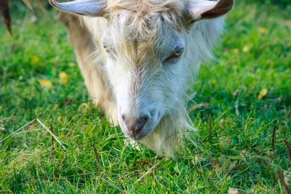 Cabra pastando en el prado. comer hierba verde fresca . — Foto de Stock