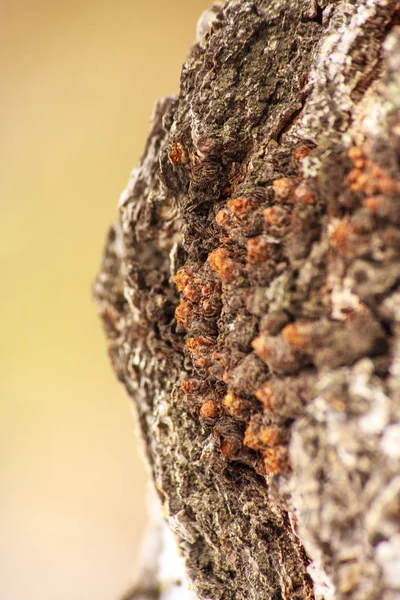 Bulbous bulbous burl growth on tree trunk. stade initial de croissance . — Photo