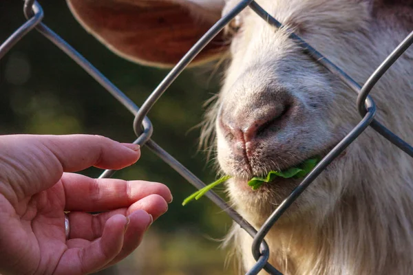 El taze çim ile bir keçi besler. Hayvanlarla çiftlik. Tanıdık
