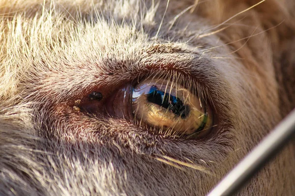 close-up goat eye. horizontal pupil