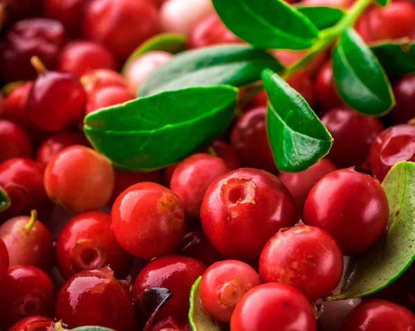 Divoký červený lingonberry. Cowberry eurasijská Flóra. Lesní Vaccinium — Stock fotografie