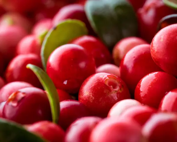 Wild Red lingon. Cowberry eurasiska floran. Skog Vaccinium — Stockfoto