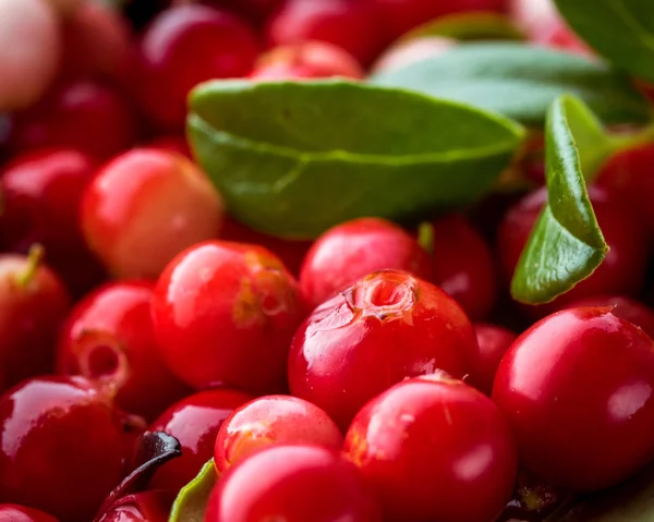Wild Red Lingonberry. Cowberry eurasian flora. Forest Vaccinium — Stock Photo, Image