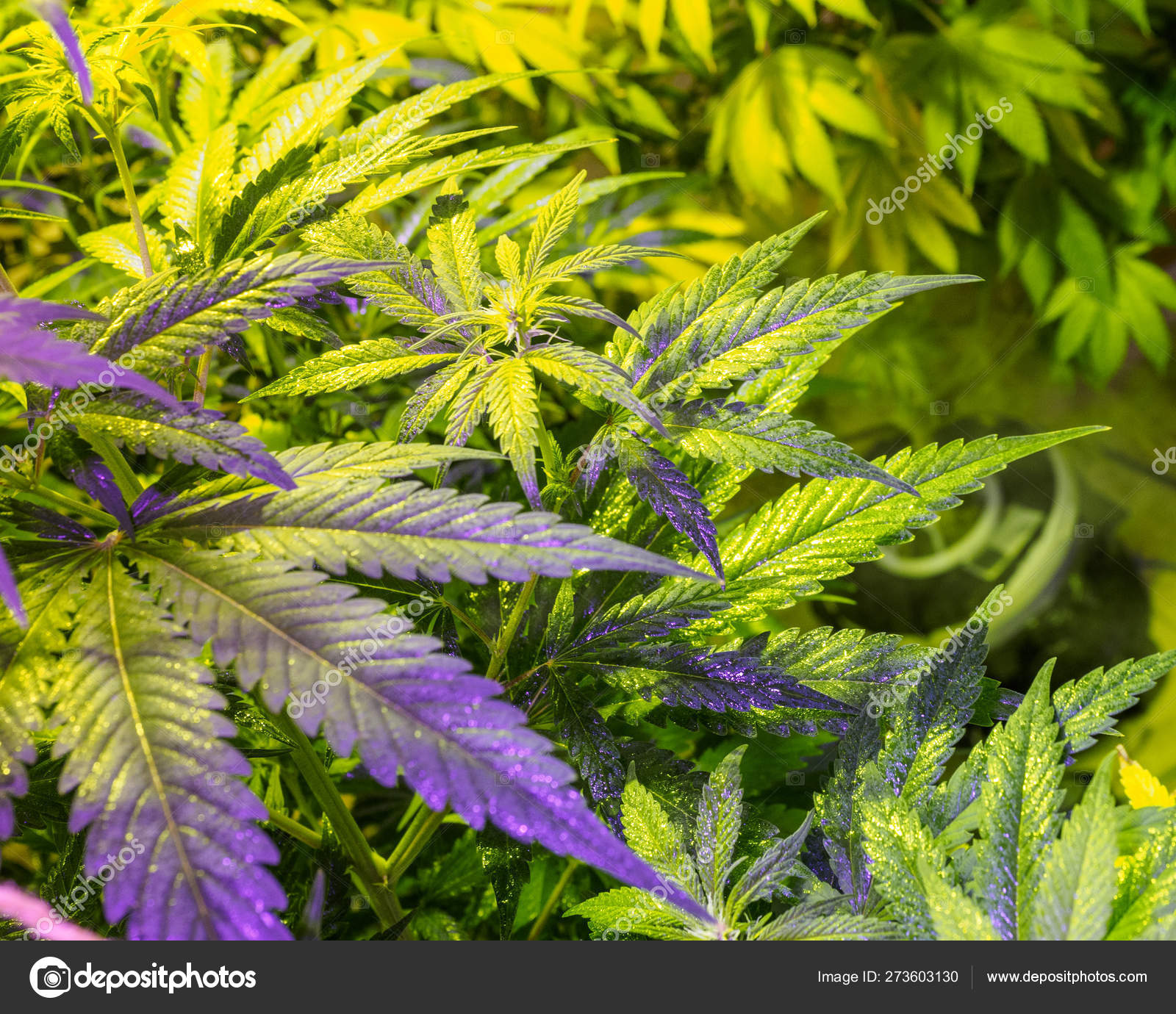 温室中的医用大麻植物 大麻开花芽 图库照片 C Evgeniy Bobkov