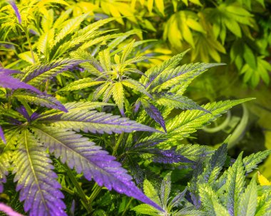 Serada tıbbi kenevir bitkisi. Marihuana çiçekli tomurcukları,
