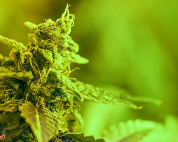 Detalhe close-up de Cannabis, tricomas e folhas na flor tarde — Fotografia de Stock