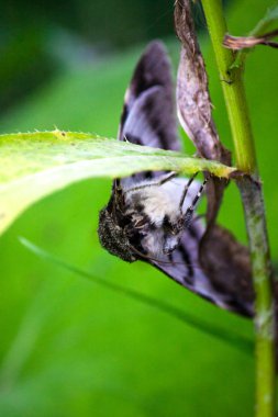 gece güve çim bir bıçak üzerinde oturur. Makro fotoğraf yakın yukarı. ınsec