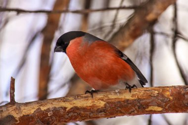 Kar üzerinde oturan kırmızı meme ile ortak kuş Bullfinch (Pyrrhula)