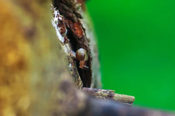 Pequeño caracol arrastrándose sobre un árbol. macro disparo — Foto de Stock