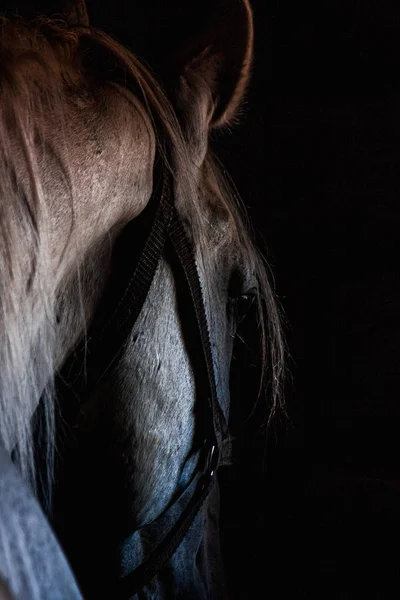 黒の背景にハーネスの馬ヘッド シルエット — ストック写真