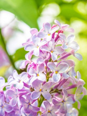 Çiçek açan leylak mor çiçekler, seçici odak. Leylak Dalı 