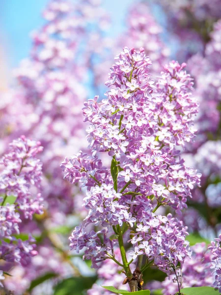 Florecientes flores lila púrpura, enfoque selectivo. Rama de lila — Foto de Stock