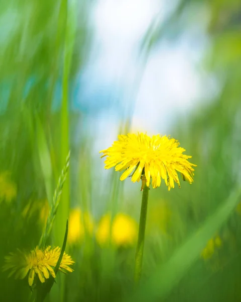 Taraxacum est un genre de plantes de la famille des Ast. — Photo