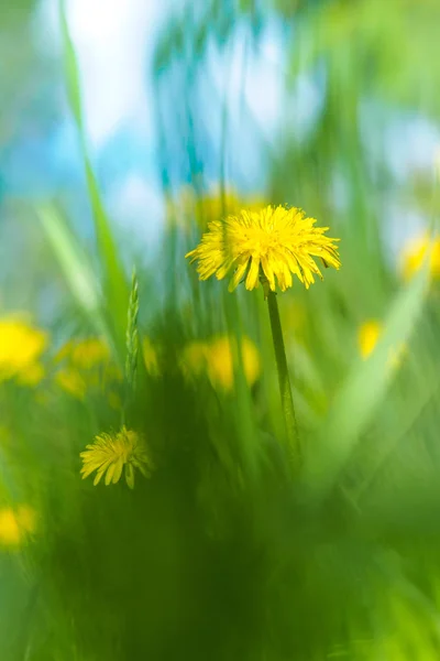 Taraxacum est un genre de plantes de la famille des Ast. — Photo