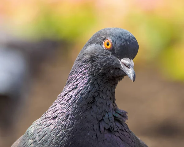 Macro rodaje de aves. paloma de cerca . —  Fotos de Stock