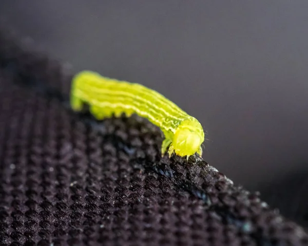 Green caterpillar close up. — Stock Photo, Image
