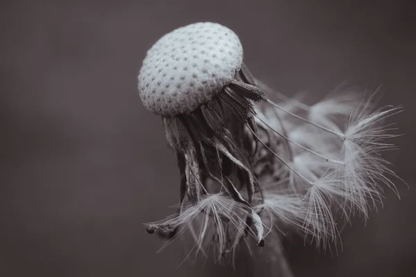 Dandelion empty closeup. Abstract natural background. shallow de — Stock Photo, Image