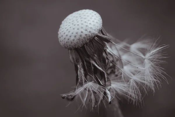 Maskros tom närbild. Abstrakt natur bakgrund. grunt de — Stockfoto