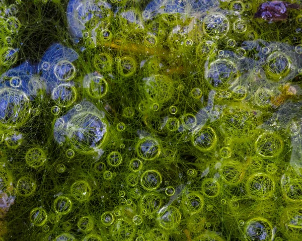 Makró mocsár. légcseppek a víz alatt. zöld éles háttér. — Stock Fotó