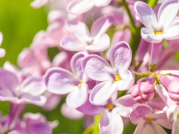Blooming lilac purple flowers, selective focus. Branch of lilac — Stock Image Blooming lilac purple flowers, selective focus. Branch of lilac Stock Picture