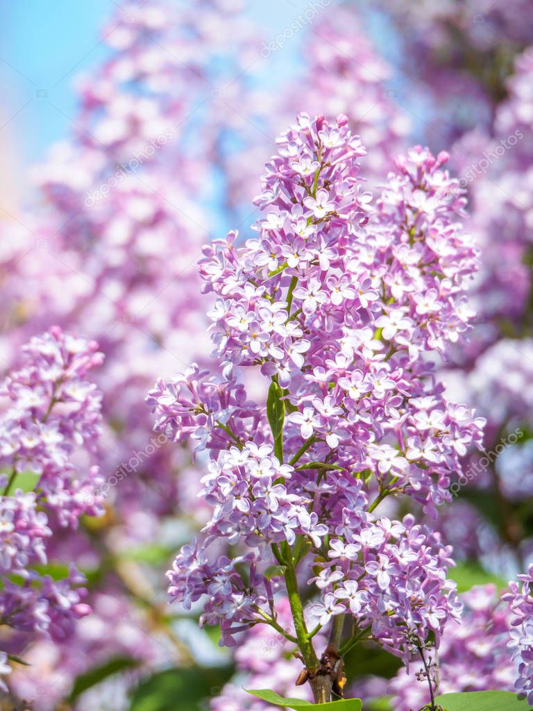 Blooming lilac purple flowers, selective focus. Branch of lilac 