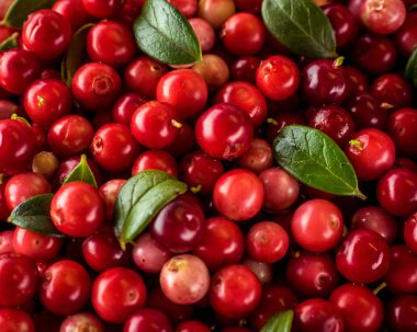 Vaccinium Vitis-idaea arka plan (Lingonberry, partridgeberry