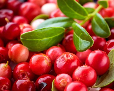 Vahşi kırmızı Lingonberry. Cowberry Avrasya Flora. Orman Vaccinium 