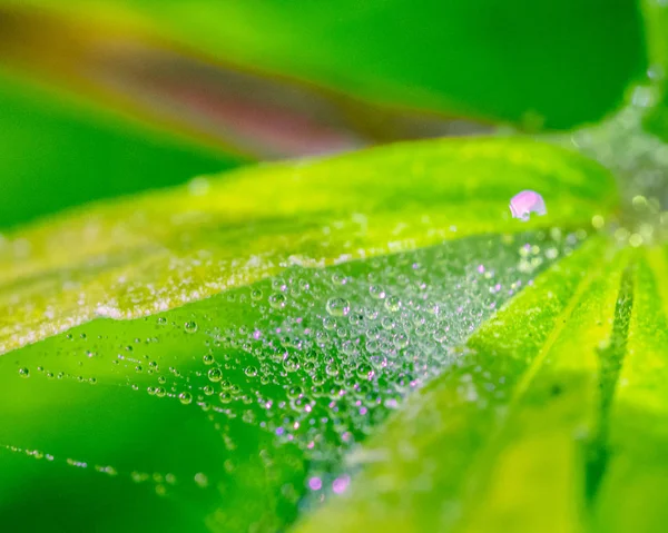 Feuille fraîche verte recouverte d'une toile microscopique de tétranyque col — Photo