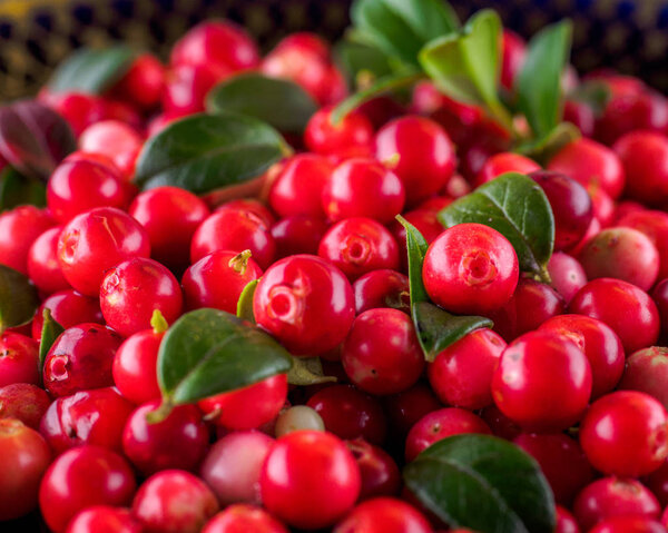 Background with cowberry. Vaccinium vitis-idaea (lingonberry, pa