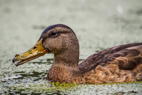 Mallard duck - close-up of a mallard duck on the water swimming