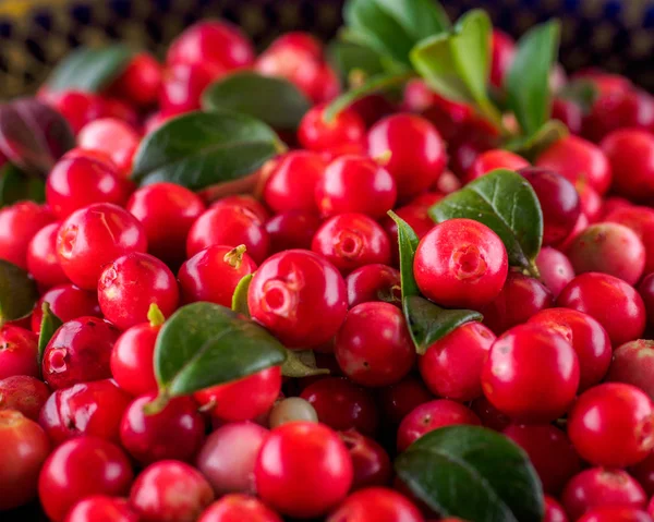 Background with cowberry. Vaccinium vitis-idaea (lingonberry, pa — Stock Image Background with cowberry. Vaccinium vitis-idaea (lingonberry, pa Royalty Free Stock Photos