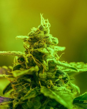 Geç çiçek üzerinde esrar, trichomes ve yaprakları yakın çekim detay