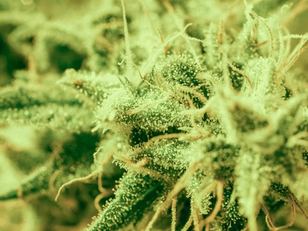 Närbild marijuana knopp. Makro av trichomes på kvinnlig cannabis i — Stockfoto