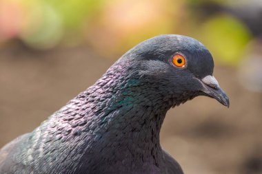 kuşların makro çekim. güvercin yakın çekim.