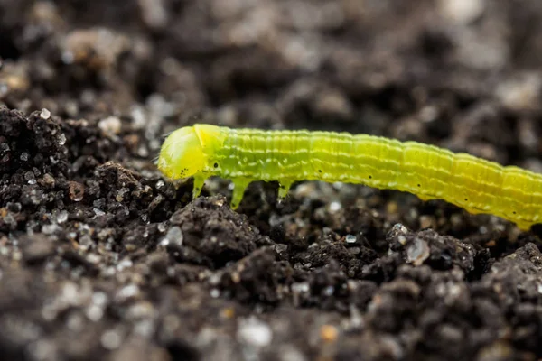 Green caterpillar close up. — Stock Photo, Image