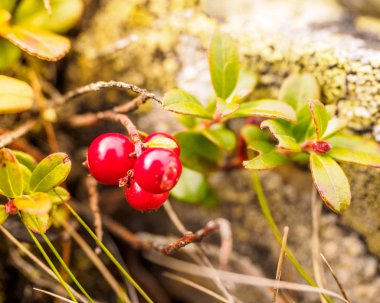 Böğürtlen (Vaccinium vitis-idaea, Lingonberry, Keklik). 