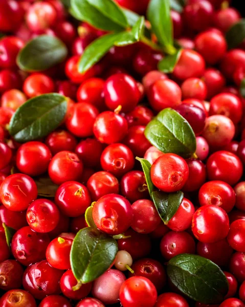 Bakgrund av Vaccinium Vitis-idaea (lingonbär, partridgeberry — Stockfoto